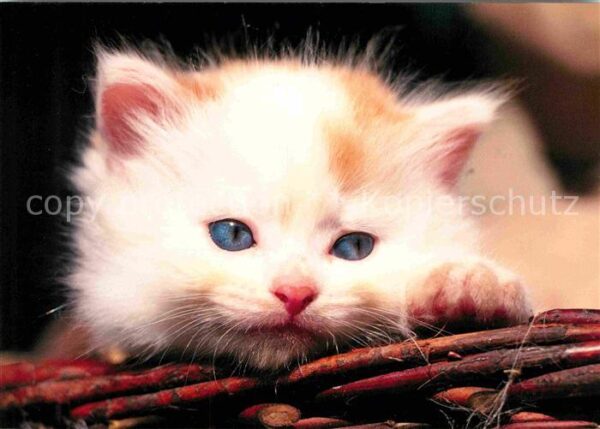 Katzen Hauskatze