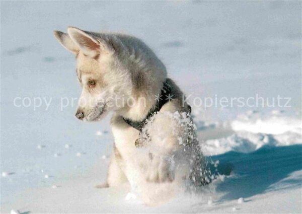 Hunde Husky