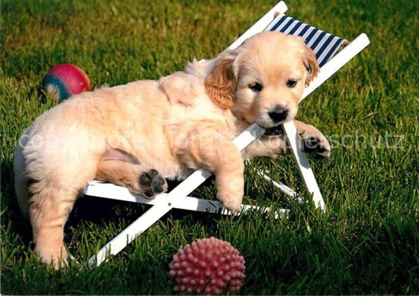 Hunde Golden Retriever Welpe Liege