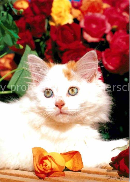 Katzen Rosen