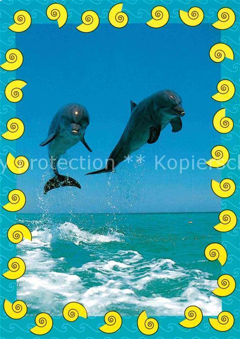 Delfine Delphine Dolphins Dauphins Delfi