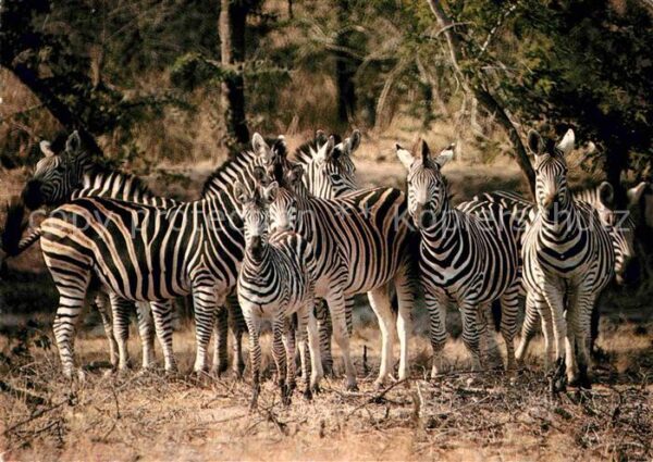 Zebra Cape mountain zebra Burchell's zebra