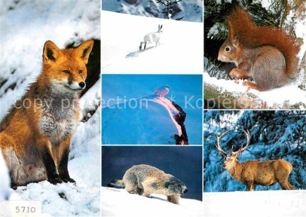 Tiere Alpentiere Eichhörnchen Fuchs Hirsch Sc