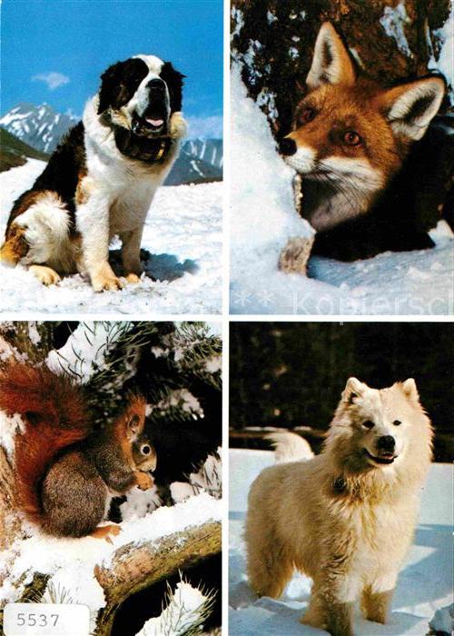 Bernhardiner Fuchs Eichhörnchen