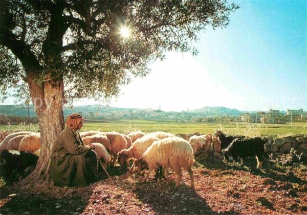 Schafe Hirte Shepherd Bethlehem