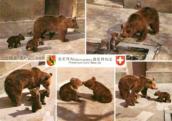 Baeren Bern Bärengraben