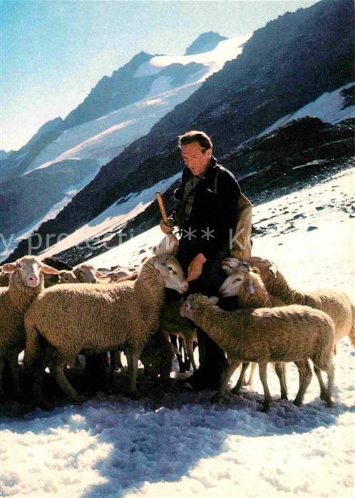 Schafe Hirte Berger de Moutons