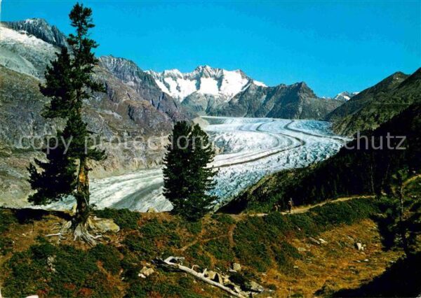 Gletscher Grosser Aletschgletscher Schönbühlhorn