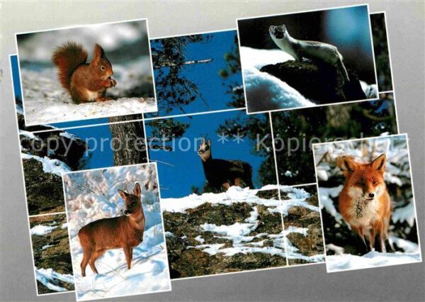 Tiere Alpentiere Fuchs Eichhörnchen Reh Gemse