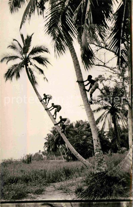 Guinee Guinea La Cueillette des Noix de Coco