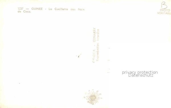 Guinee Guinea La Cueillette des Noix de Coco – Bild 2