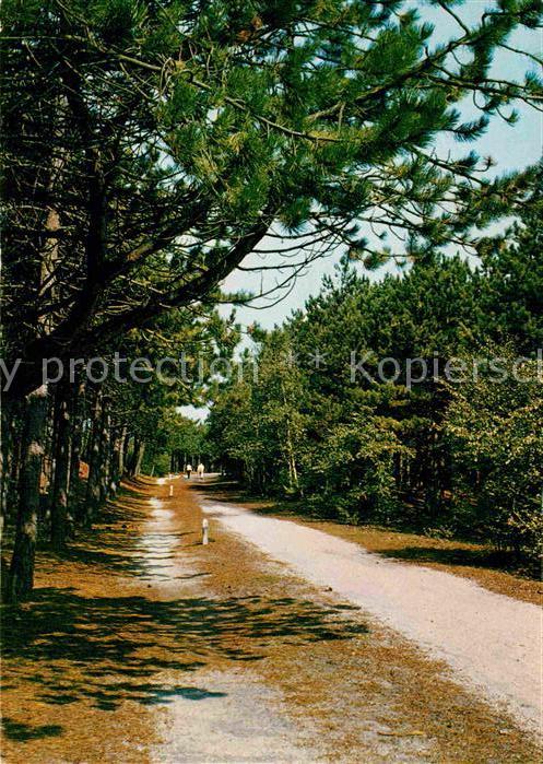 Drente Kiefernwald Waldweg