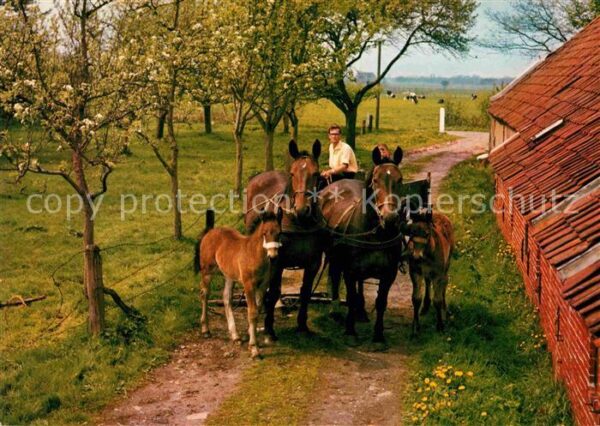 Drente Bauernhof Landwirtschaft Pferdekarren F