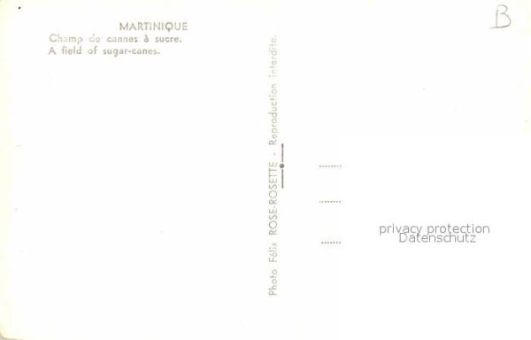 Martinique Champ de cannes a sucre Zuckerrohrfelde – Bild 2