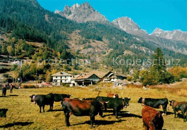 Bionaz Frazione Le Balme ed alpeggi Kühe Alpen