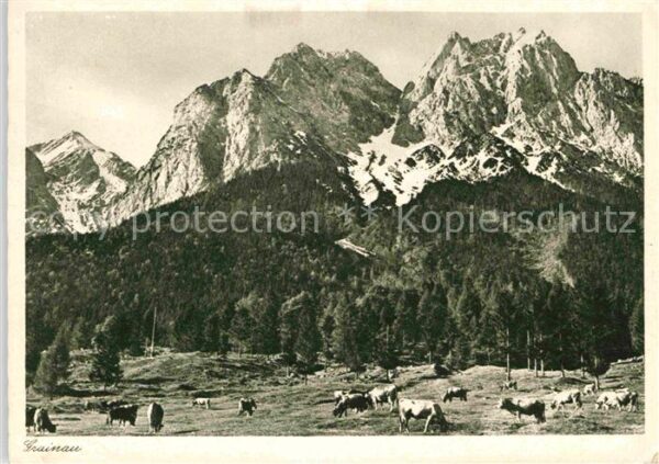 Grainau Kuhherde Zugspitze