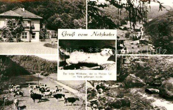 Netzkater Kühe Bach