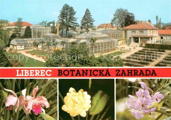 Liberec Botanicka zahrada Cattleya hybr Victori