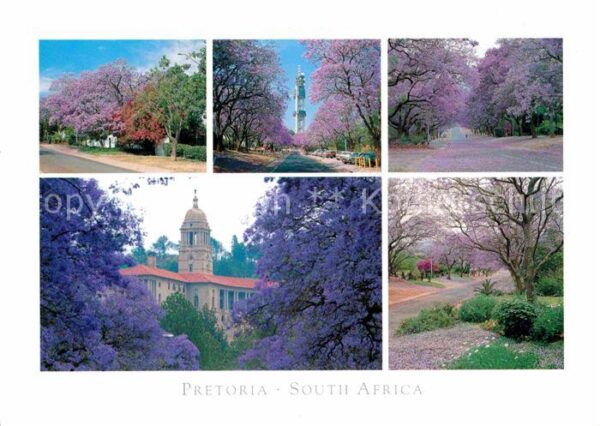 Pretoria Farbenpracht Baumblüte
