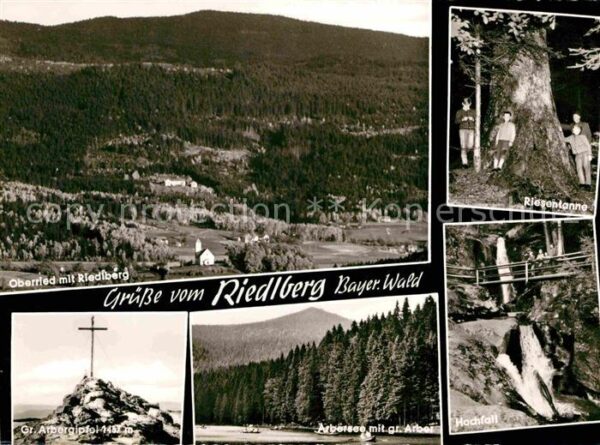 Riedlberg Riesentanne Panorama Gipofelkreuz Hochf