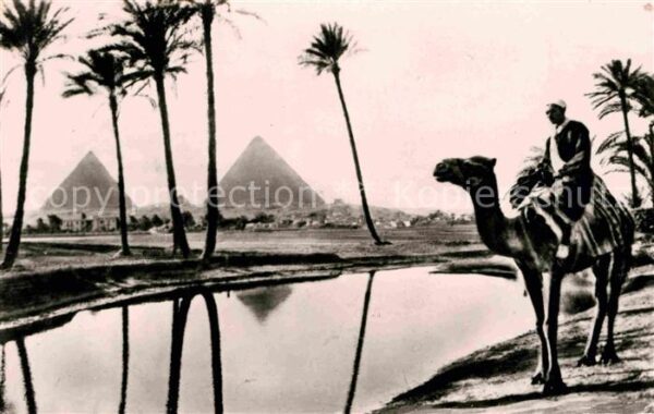 Kamel  Camel Chameau Pyramide Oase Ägypten