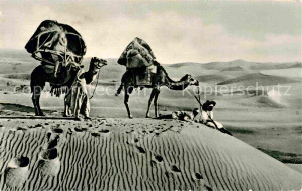 Kamel  Camel Chameau Ägypten