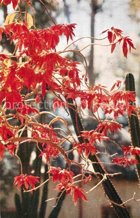 Blumen Poinsetia Madagascariensis Madagascar