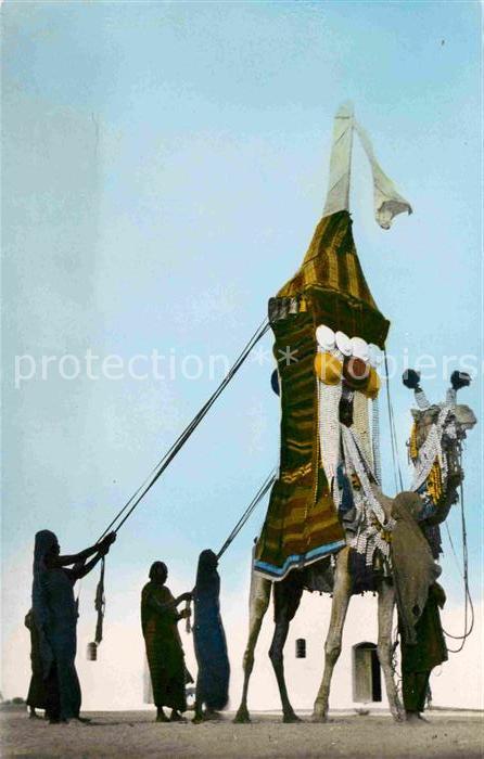 Hochzeit Afrika Kamel Mariage Maure