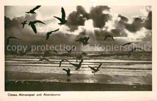 Moewen Ostsee Möwenspiel