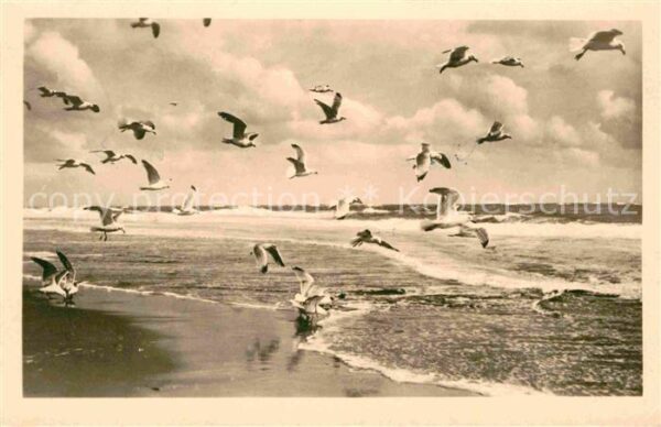Moewen Ostsee