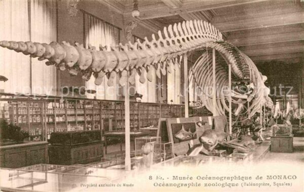 Meerestiere Skelett Musee Oceanographique Monaco Ba