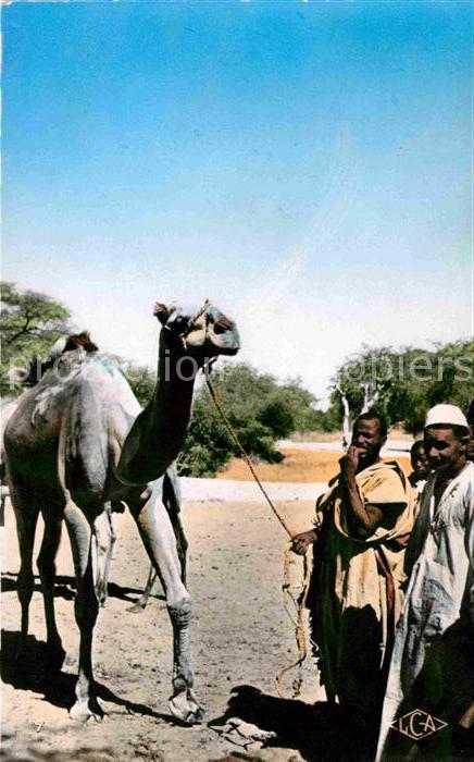 Kamel  Camel Chameau Dromedaire Abeche Tchad
