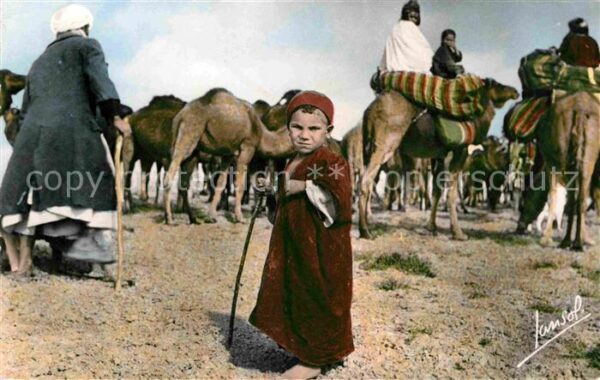 Kamel  Camel Chameau Chameliers Kind