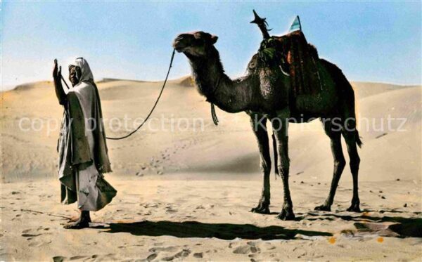 Kamel  Camel Chameau Priere au Desert