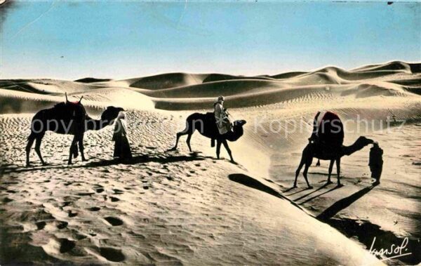 Kamel  Camel Chameau Bassour dans les Dunes