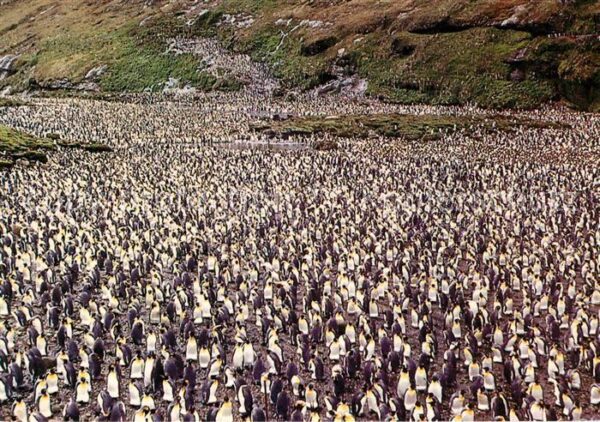 Pinguin Grande Manchotiere de Crozet