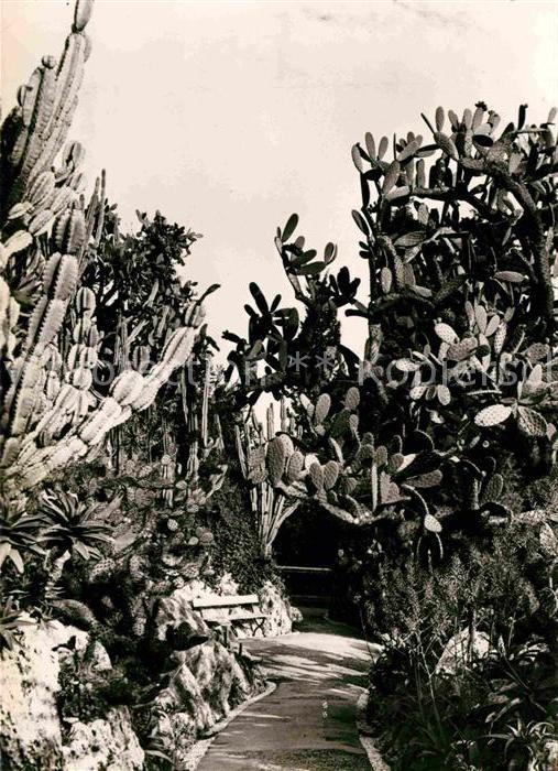 Kakteen Jardin Exotique de Monaco Cereus paragu