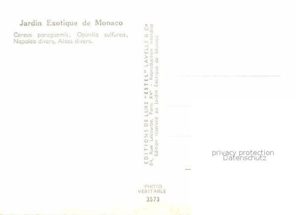 Kakteen Jardin Exotique de Monaco Cereus paragu – Bild 2
