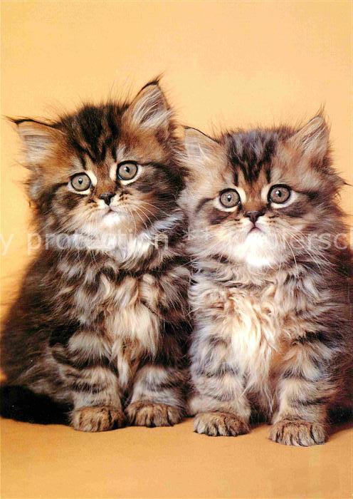 Katzen Perserkatze Persian
