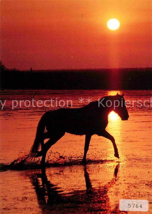 Pferde Camargue