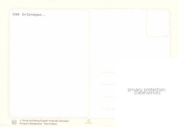Pferde Camargue – Bild 2