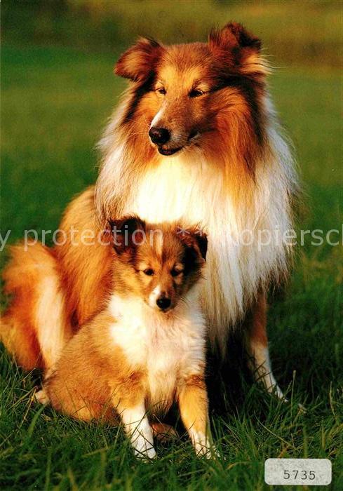 Hunde Sheltie