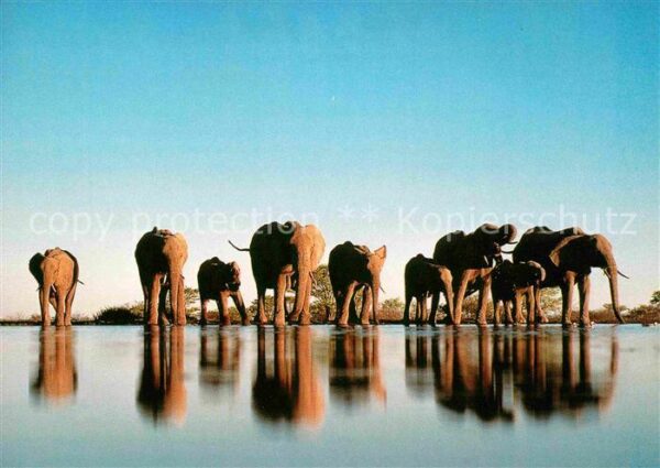 Elefant Afrikanische Elefanten WWF