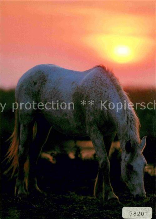 Pferde Camargue