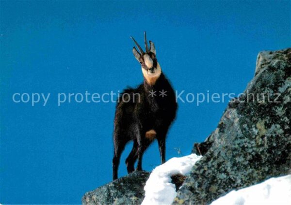 Gemse Chamois Rupicapra