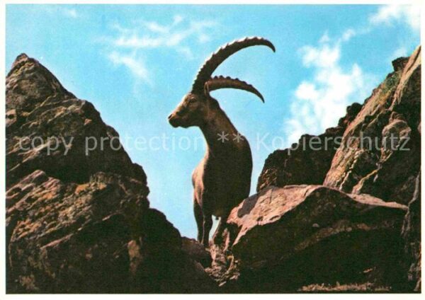 Steinbock Bouquetin Stambecco
