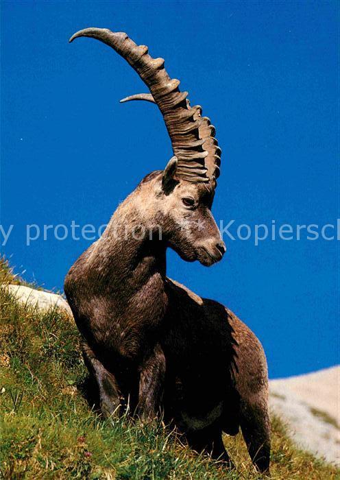 Steinbock Bouquetin Ibex