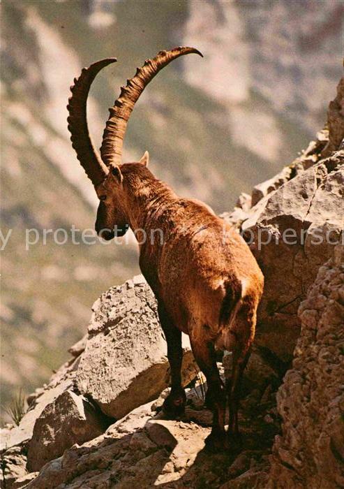 Steinbock Alpensteinbock Bouquetin Ibex