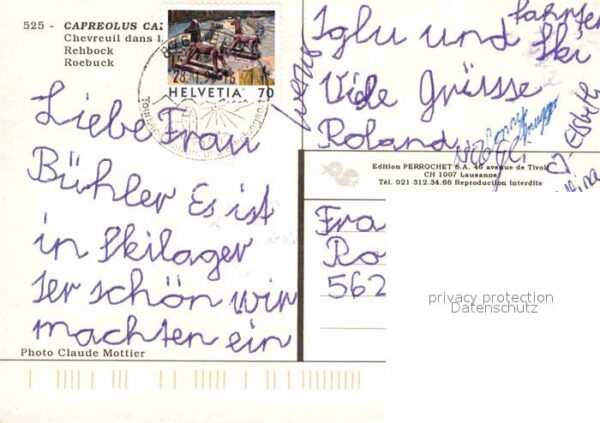 Reh Rehbock Chevreuil – Bild 2