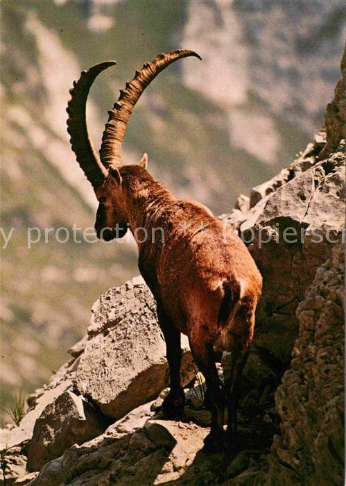 Steinbock Alpensteinbock Bouquetin Ibex
